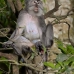 monkey_macaque_balinese_mf_ubud_v_0089_bal0089.jpg